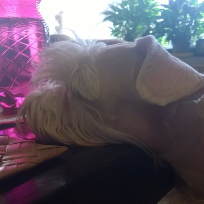 těžký život knírače/ Beru přemýšlí :D