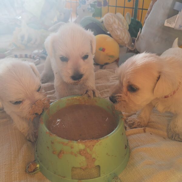 Přechod z mlíčka od maminky na kašičku bývá krutý