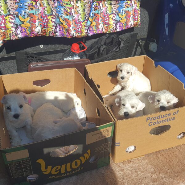 Vrh Ch. po příjezdu z kontroly vrhu