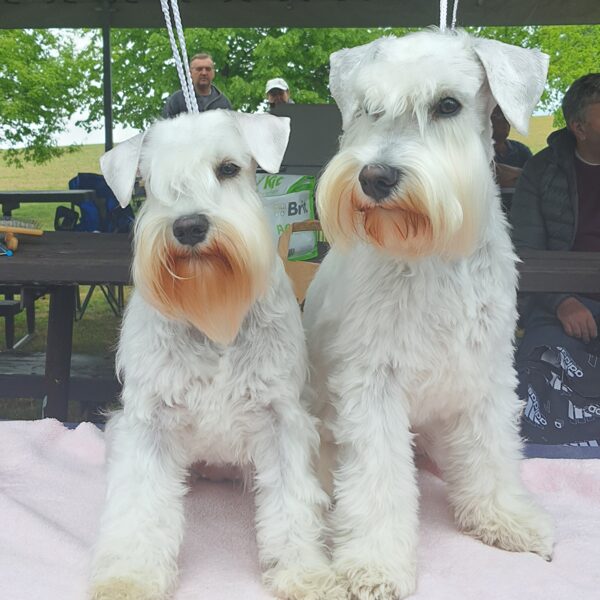 Toninka a Galimatyášek