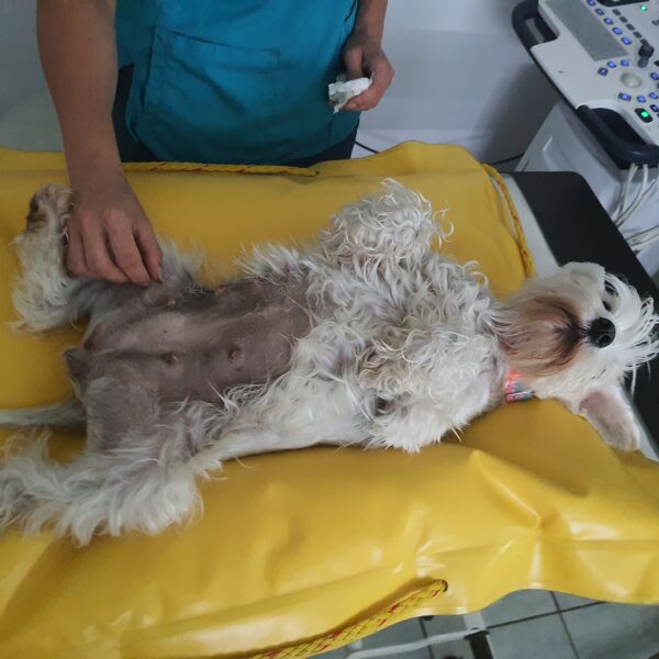 Lasí bohužel těhotná nebyla léto 2025