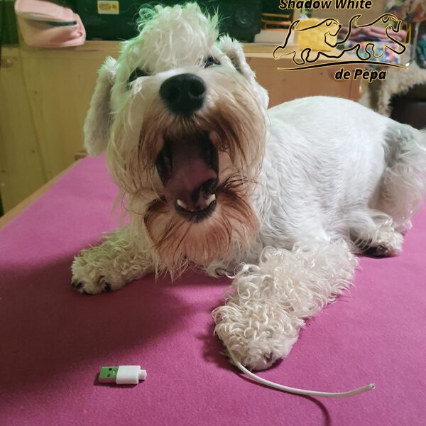 Gayda - ničitel ovladačů 