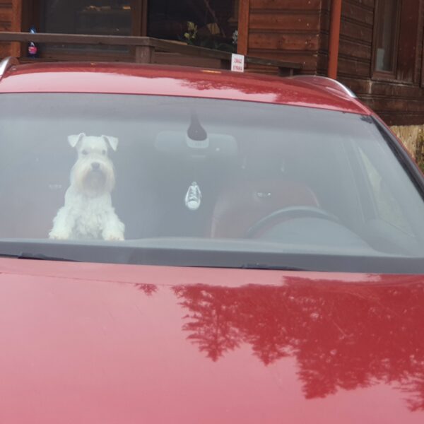 Quido - předávání na Makově 11.12.2025