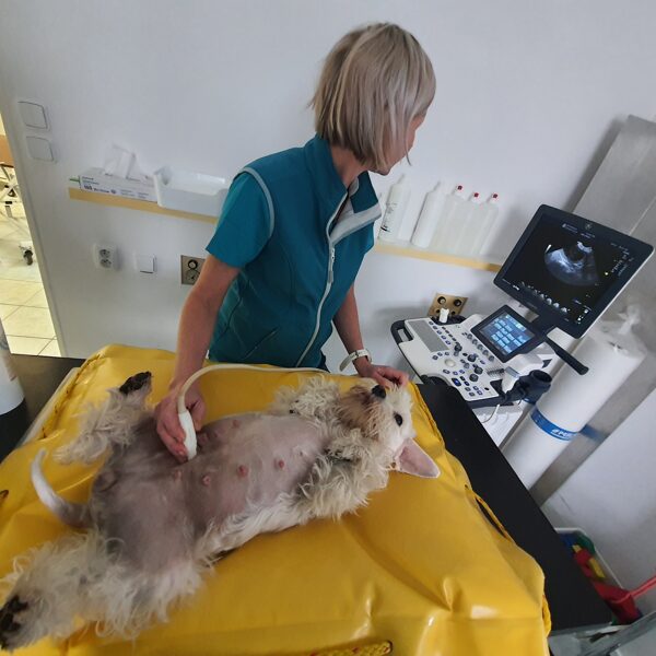 Je nás plné bříško 