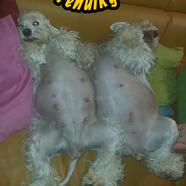 18.1.2026 - těhulky Lasí a Zazinka 