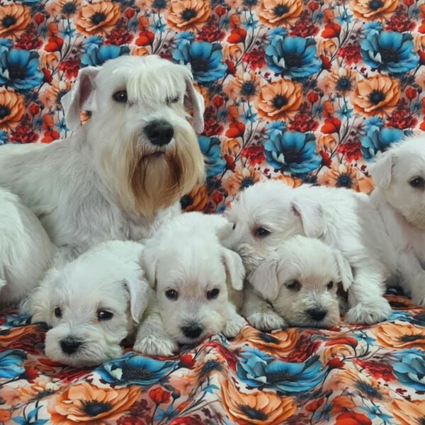 Šironek a jeho děti...vrh Ch2