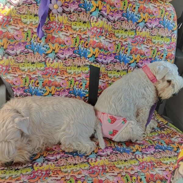 Šironek a Gajdalenka - 18.11.2025 cesta z Makova