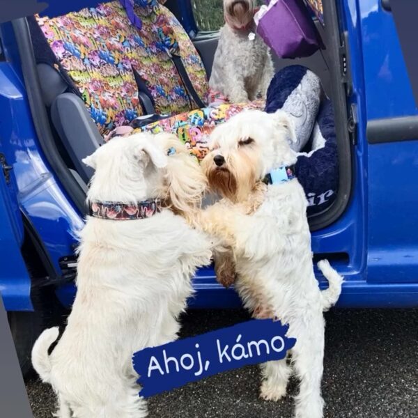 Šironek a Quido + Gayenka