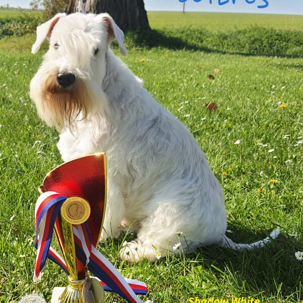 Hugo a jeho poslední ocenění v životě :D 12 let