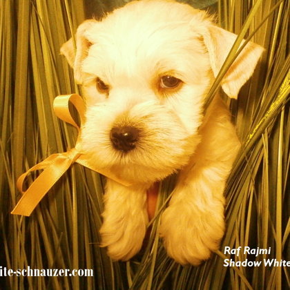 We have 40 days/ 40. den života