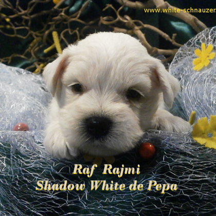 28.den života/28.days