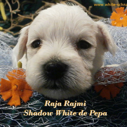 28.den života/28.days