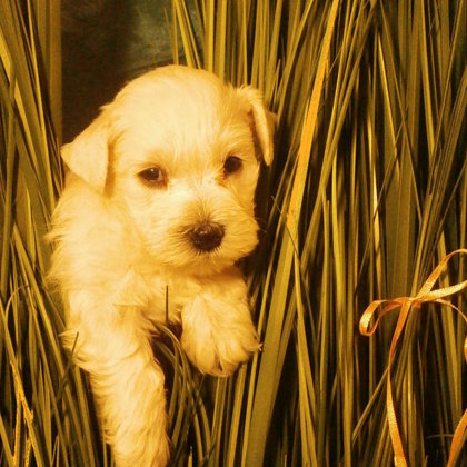 We have 40 days/ 40. den života