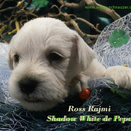 28.den života/28.days