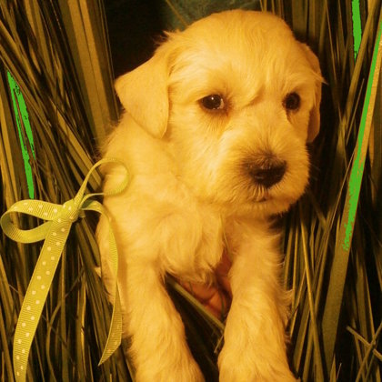 We have 40 days/ 40. den života