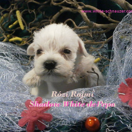 28.den života/28.days