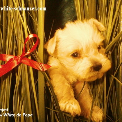 We have 40 days/ 40. den života