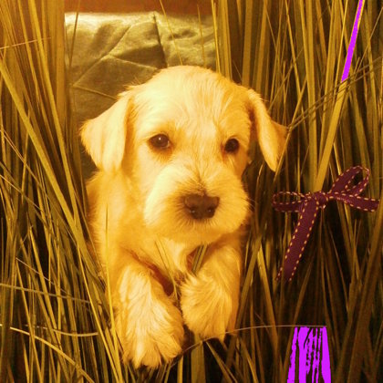 We have 40 days/ 40. den života