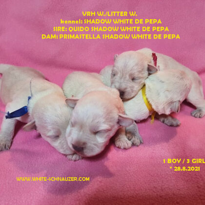 Vrh W./litter W. 2.9.2021