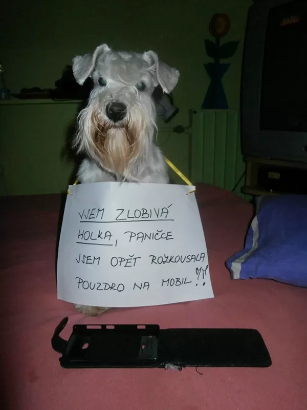 Naša Beruša
