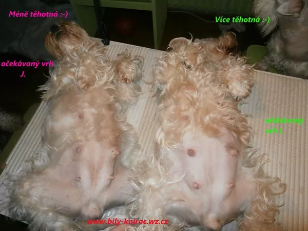 očekávané vrhy
