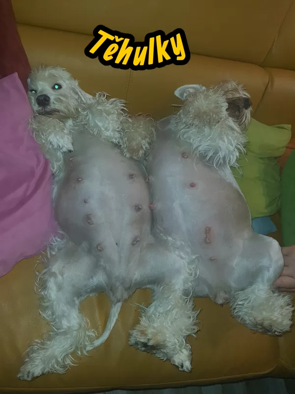 18.1.2026 - těhulky Lasí a Zazinka 