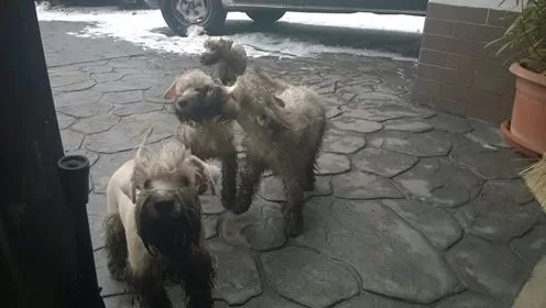 HOLKY M PO VYCHÁZCE NA ZAHRADĚ