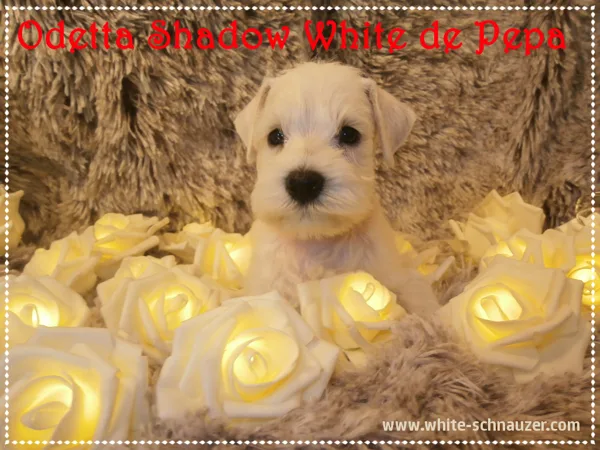 Puppies 44 days/44. den