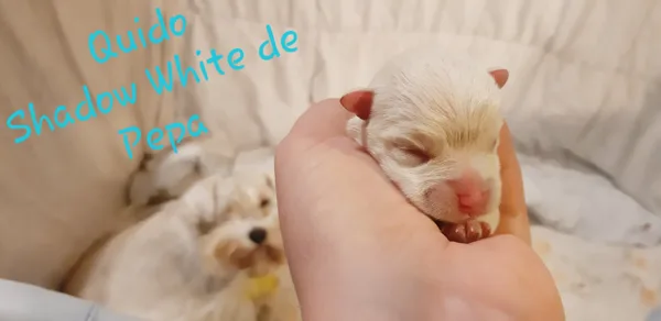 QUIDO 22.9.2019