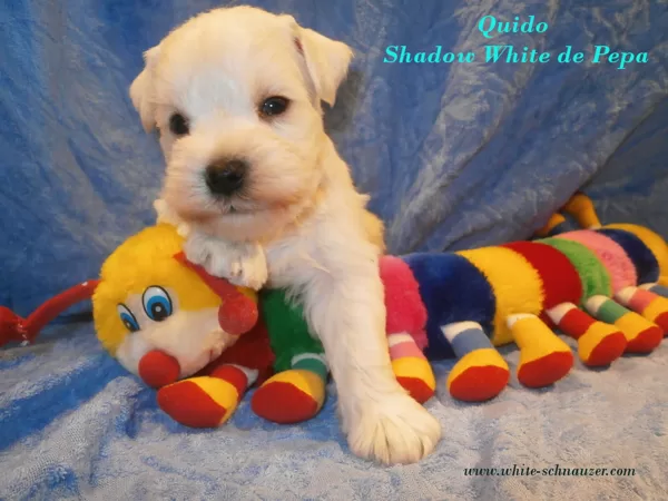 Quido has 31 days