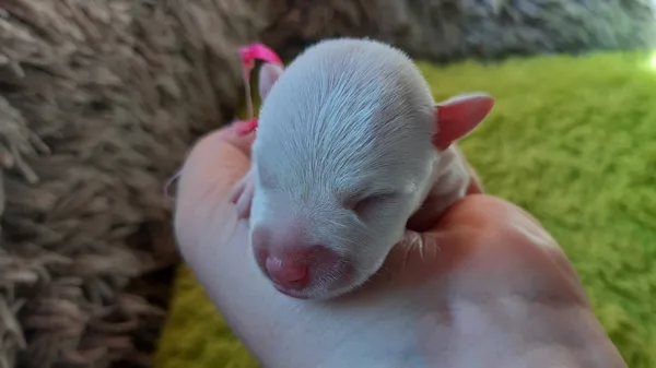 Toffifee Shadow White de Pepa