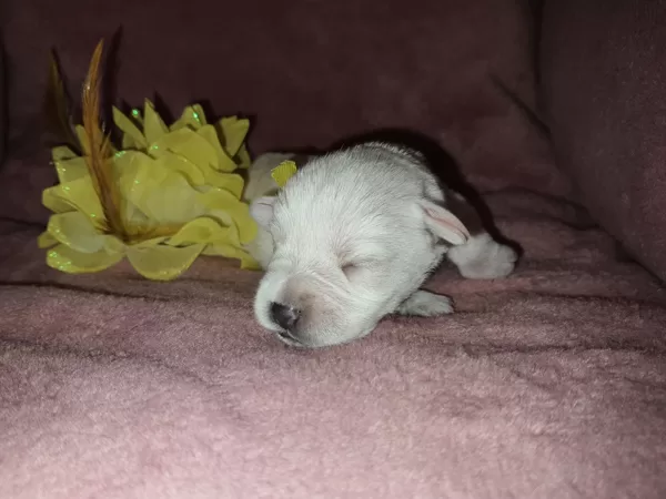 7 dní/ 7 days Ultimo