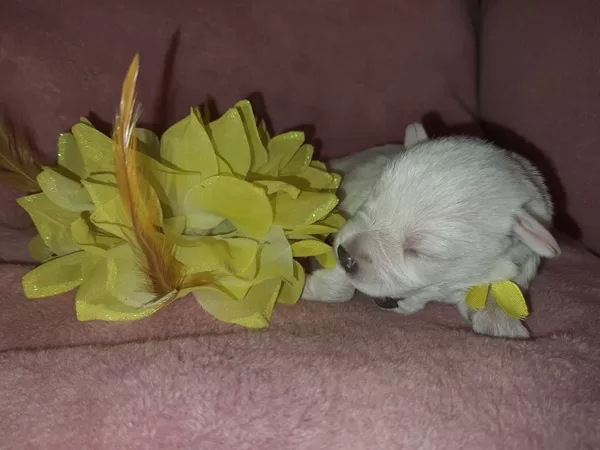 7 dní /7 days Ultimo