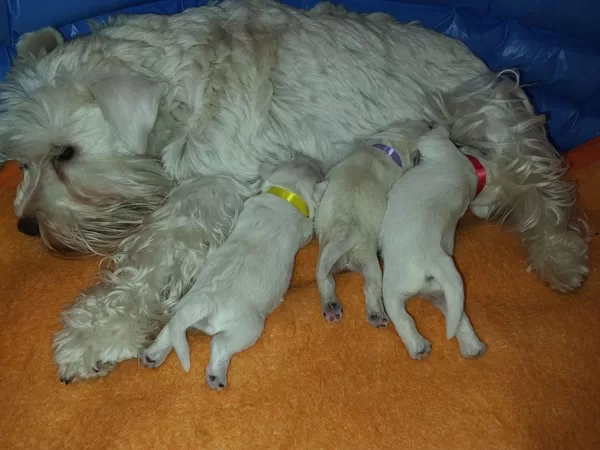 7 dní staré mimnka/ 7 days old