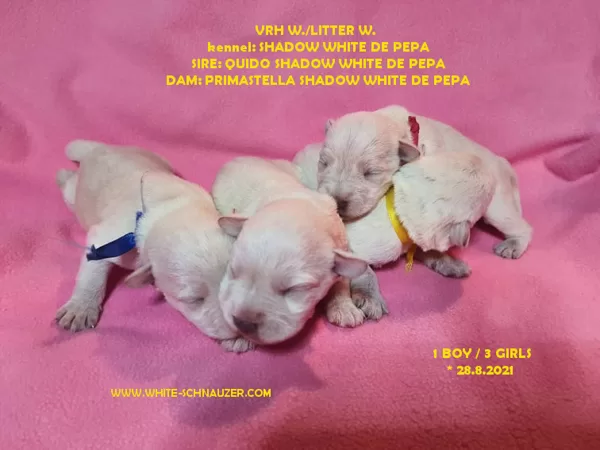 Vrh W./litter W. 2.9.2021