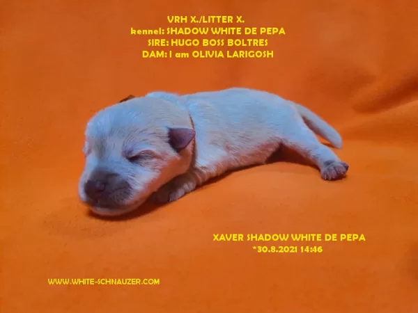Xaver Shadow White de Pepa 2.9.2021
