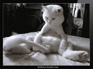 giphy-1-1.gif