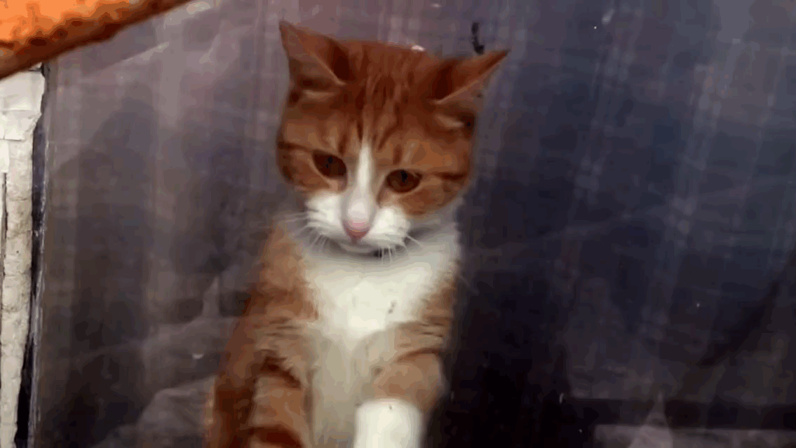 sad-cat-1.gif